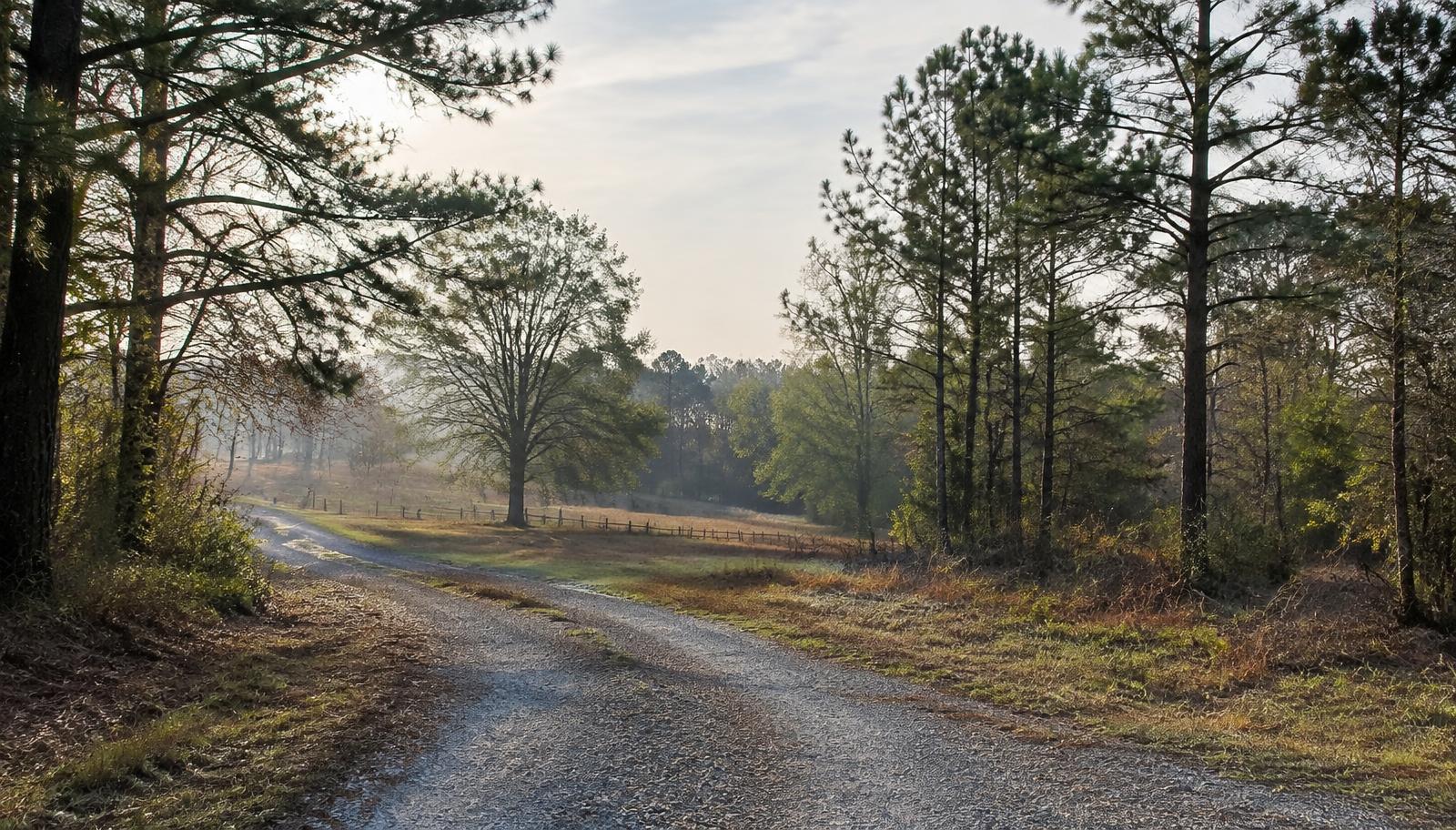 Open wooded acreage with a gravel access road